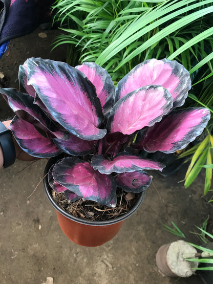 Calathea Crimson