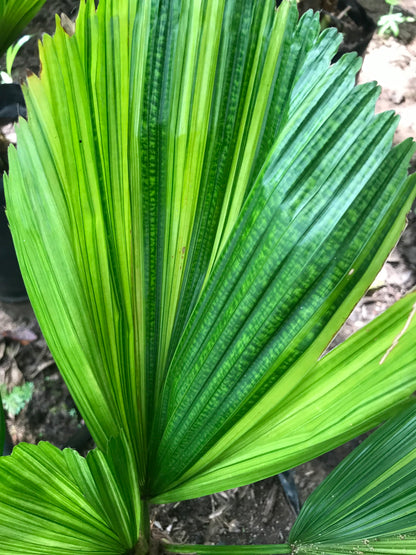 Palma Licuala Variegada