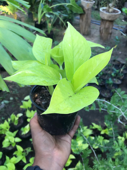 Pothus Neón